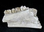 Oligocene Ruminant (Leptomeryx) Jaw Section #21121-2